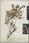 Foto von Salix glauca L. x Salix phylicifolia L.